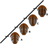 Trilobite 2.jpg