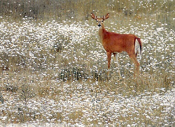 Venado n.jpg