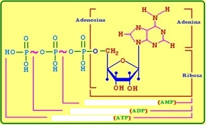 AMP-ATP.jpg