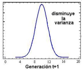 Normalizadora B.jpg