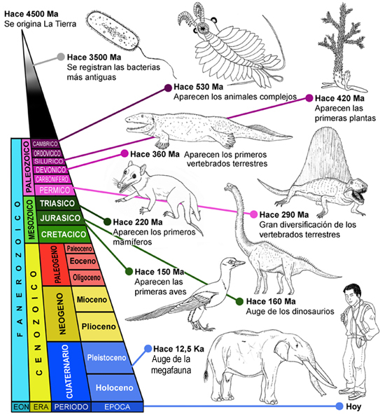 Escala Geol y evol.jpg