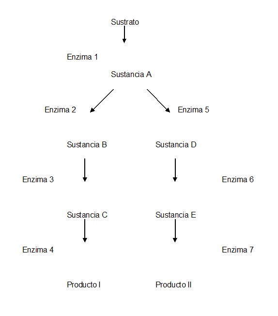 Cascada metabolica AVB.jpg