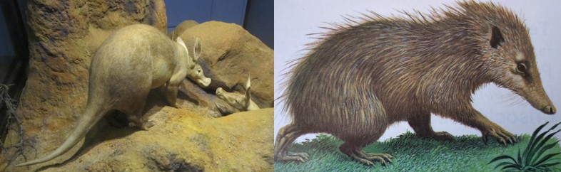 Aardvark-Tenrec.jpg