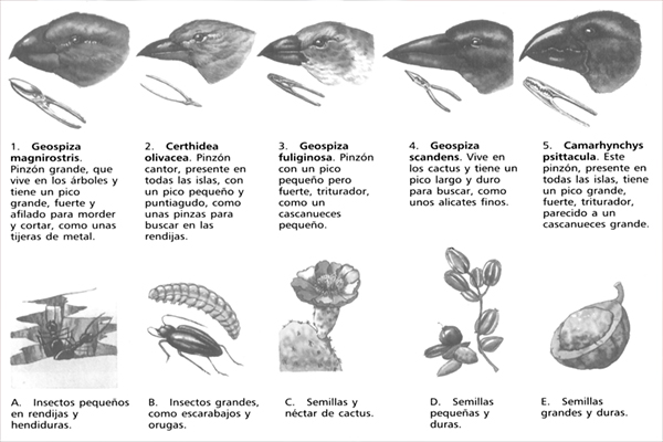 Picos como herramientas.jpg