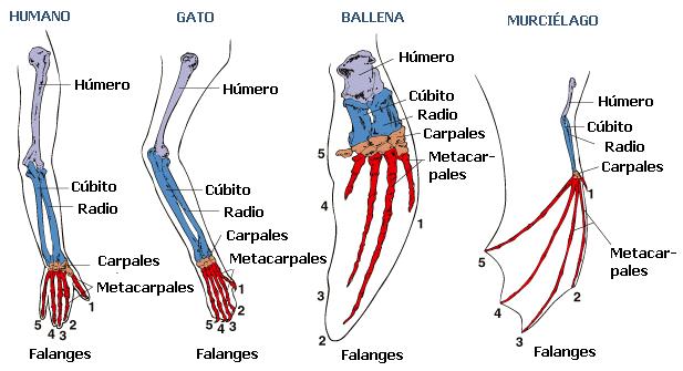 Homólogos O.jpg