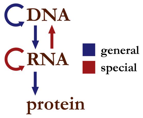 Dogma Central de la Biología.jpg