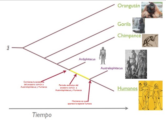 Hominidae composición.jpg