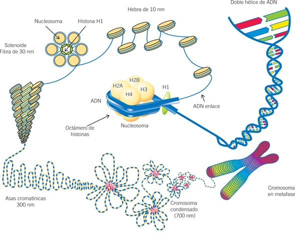 DNA empaquetado.jpg