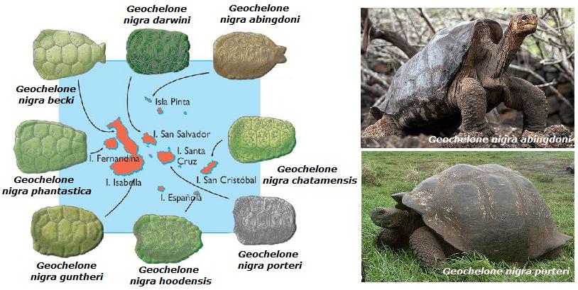 Caparazones en Galápagos.jpg