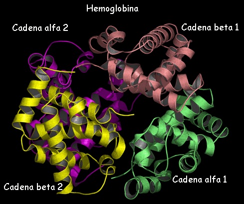 Hemo alfa y beta.jpg