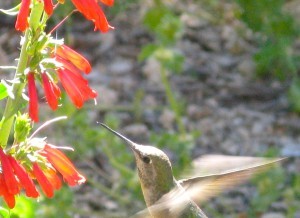 Colibrí en P. eatonii.jpg