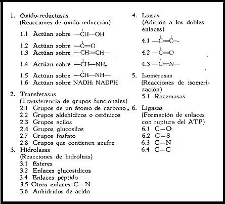 Clasif. enzimas AVB.jpg