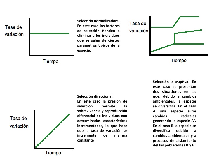 Evol. Tipos de Selección.jpg