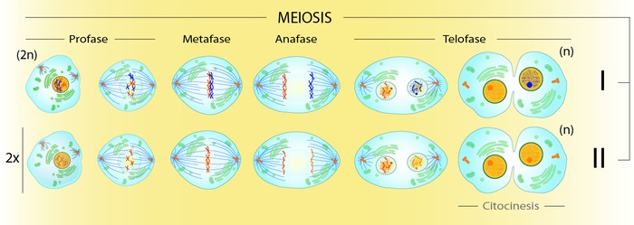 Meiosis.jpg