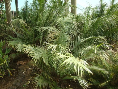 Zamia soconuscensis.jpg