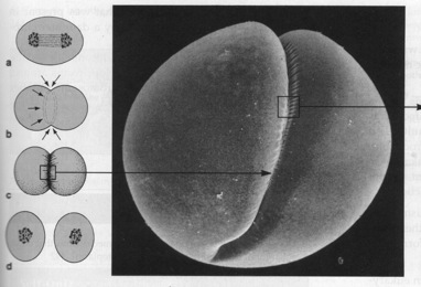 Citocinesisanimal.jpg