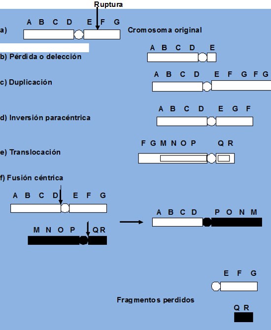 Mutacionescromosomicas.jpg