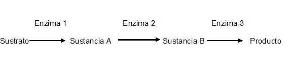 Ruta metabolica AVB.jpg