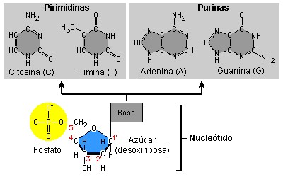 Piri purinas AVB.jpg