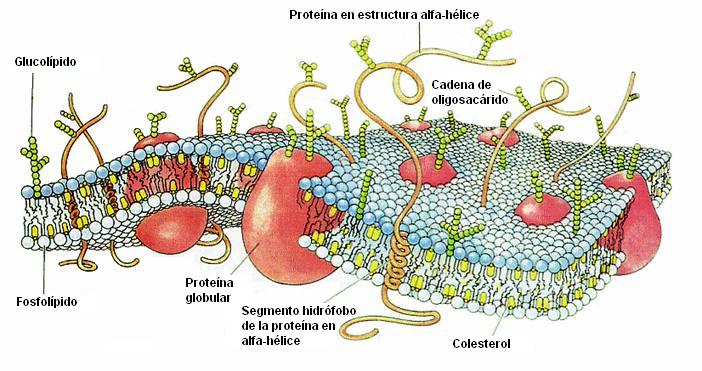 Membrana cel a color.jpg