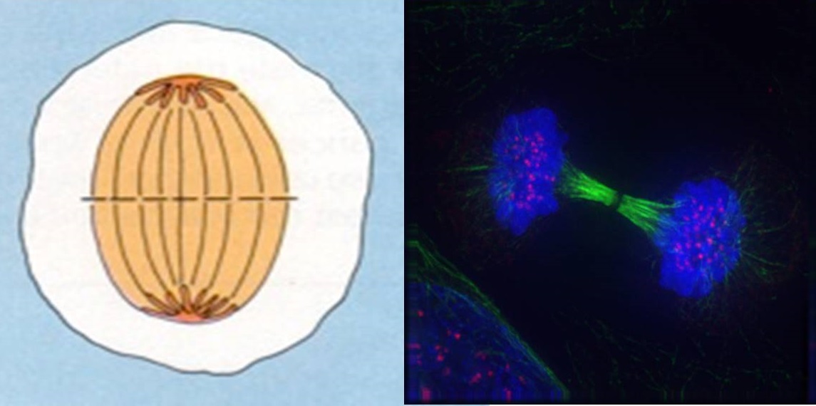 Telofase.jpg