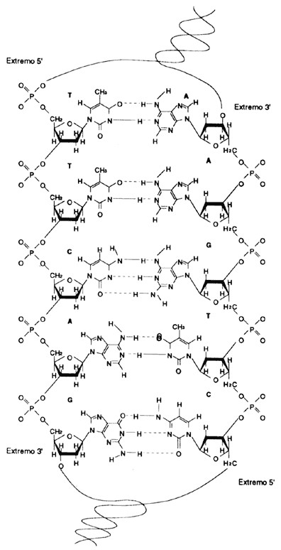 Cadena doble DNA AVB.jpg