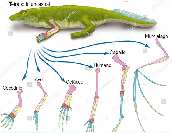 Homología verteb.jpg