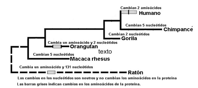 Mutaciones en primates.jpg