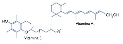 Terpenoav.jpg