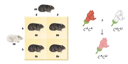 Cruzas roedor flor.jpg