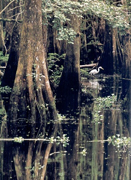 Manglar.jpg