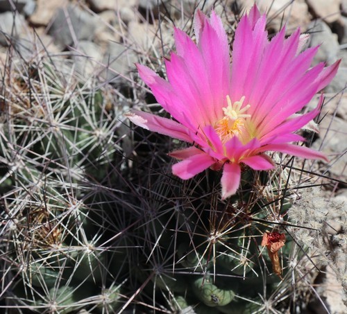 Coryphantha macromeri.jpg