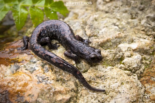 Pseudoeurycea smithi.jpg