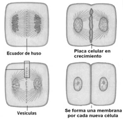 Citocinesisvegetal.jpg