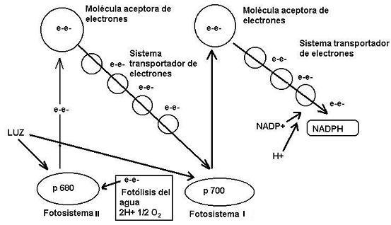 Acíclica.jpg