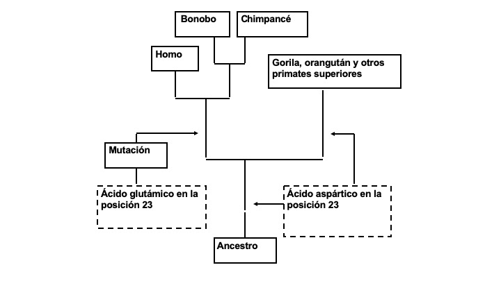 Mutación en ácidos nuleicoso.jpg