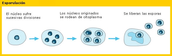 Esporulacion234.jpg