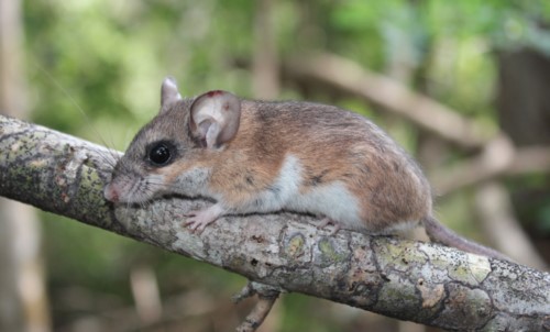 Peromyscus yucatanicus badius.jpg