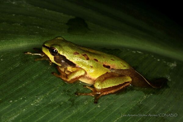 Hyla euphorbiaceae.jpg