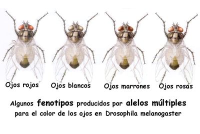 Ojos Drosophila AVB.jpg