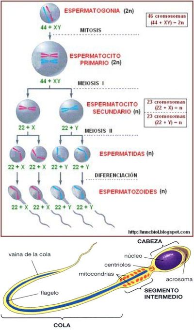 Espermatogenesis.jpg