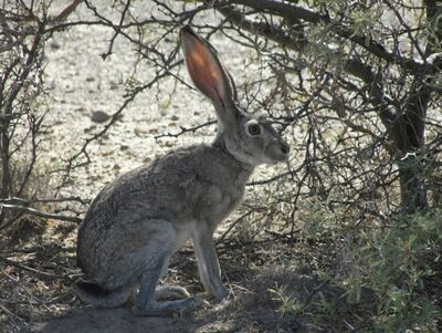 Lepus californicus A.jpg