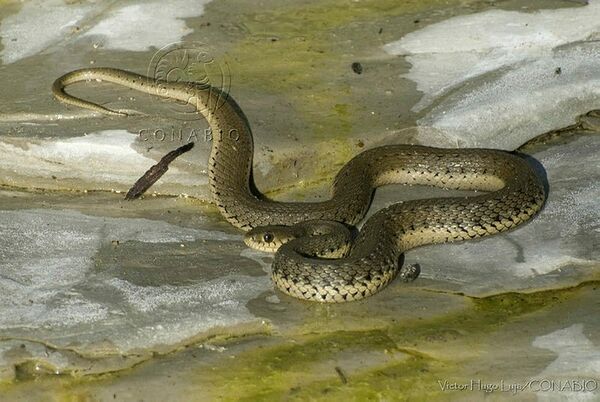 Thamnophis hammondi.jpg