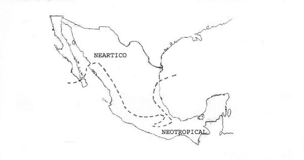 Neártica-Neotropical.jpg