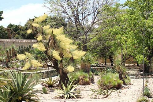 Jardín etnobotánico.jpg