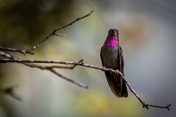 Lampornis amethystinus.jpg