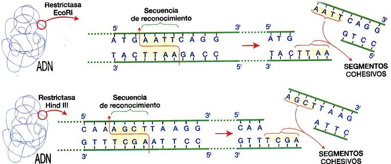 Enzimas de restricción.jpg