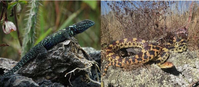 Sceloporus-Pituophis.jpg