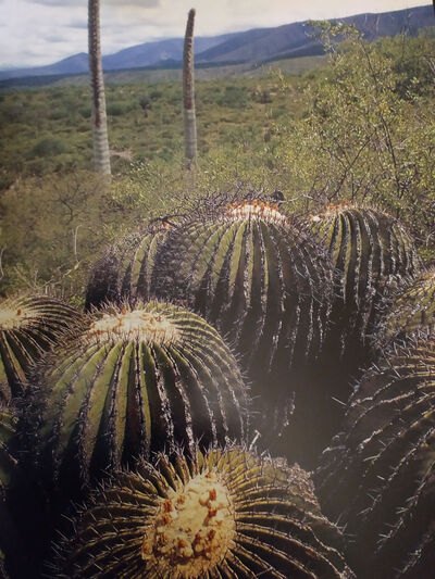 Tehuacán - Cuicatlán.jpg