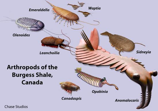 Evol. BurgesShale.jpg